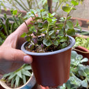 Bandeja para jardim doméstico.